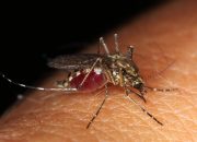 Waspada Penularan Chikungunya! Dinkes Sukabumi Ajak Masyarakat Perangi Sarang Nyamuk