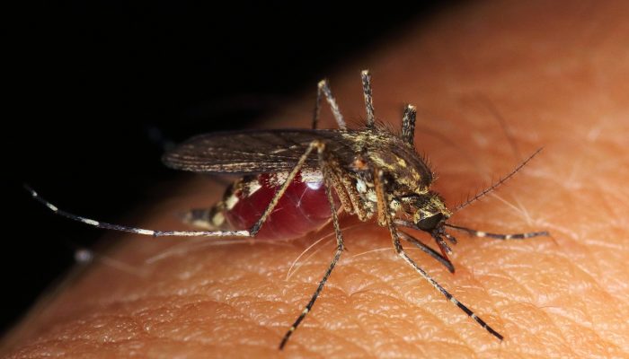 Waspada Penularan Chikungunya! Dinkes Sukabumi Ajak Masyarakat Perangi Sarang Nyamuk