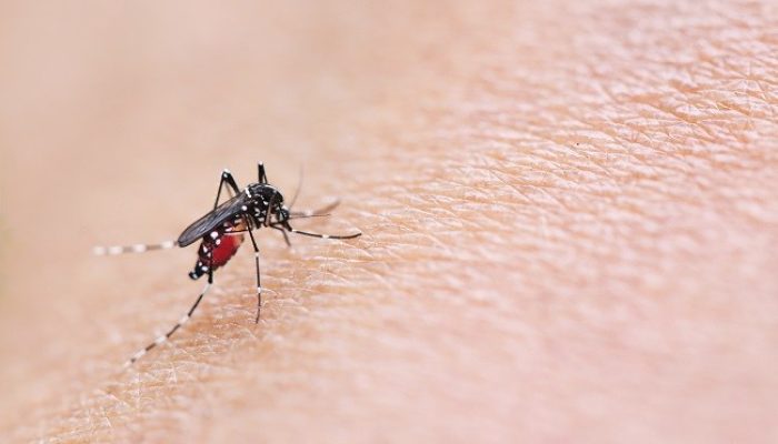 Waspadai Aedes Aegypti, Nyamuk Pembawa Virus DBD