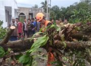 Hujan Deras Melanda Kota Sukabumi Mengakibatkan Pohon Tumbang di Tujuh Lokasi