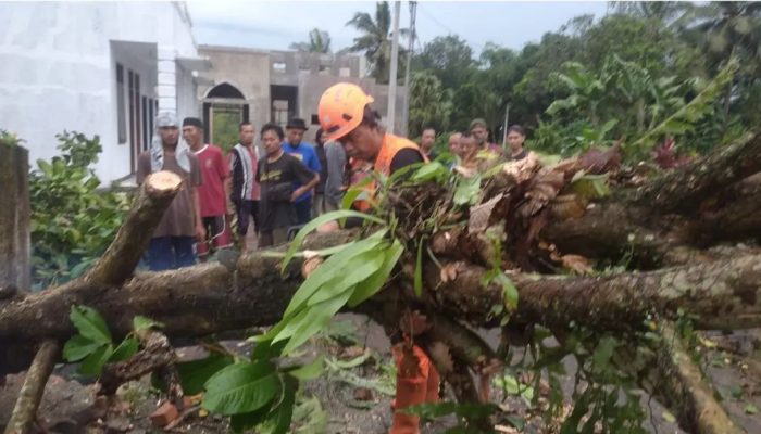 Hujan Deras Melanda Kota Sukabumi Mengakibatkan Pohon Tumbang di Tujuh Lokasi