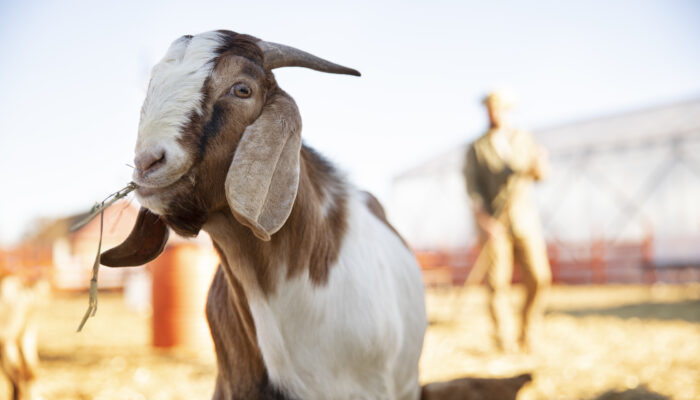 Qurban Satu Ekor Kambing: Apa Fakta Dan Syarat Sahnya?