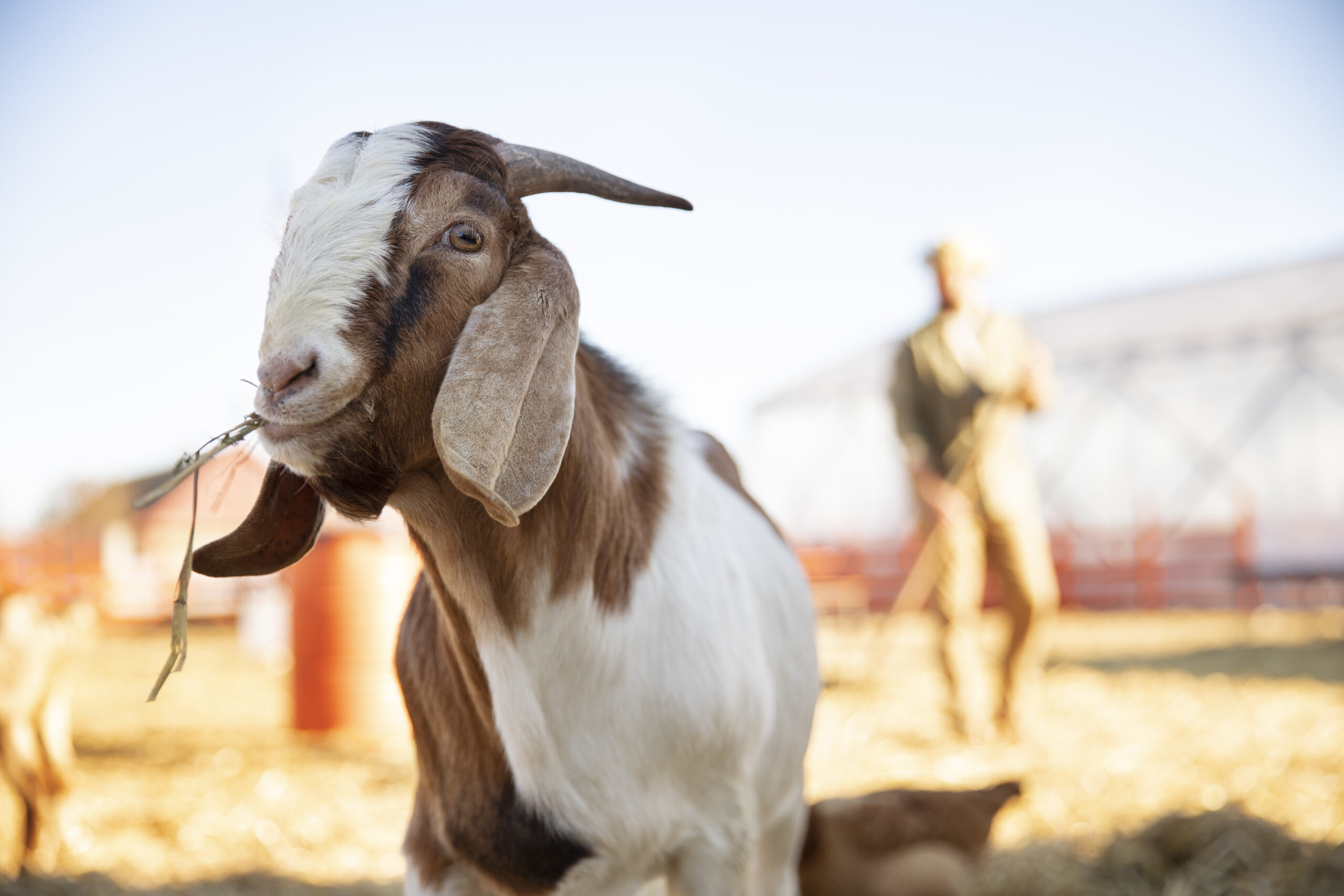 Qurban Kambing bagaimanakah hukum dan syaratnya? | sumber: freepik