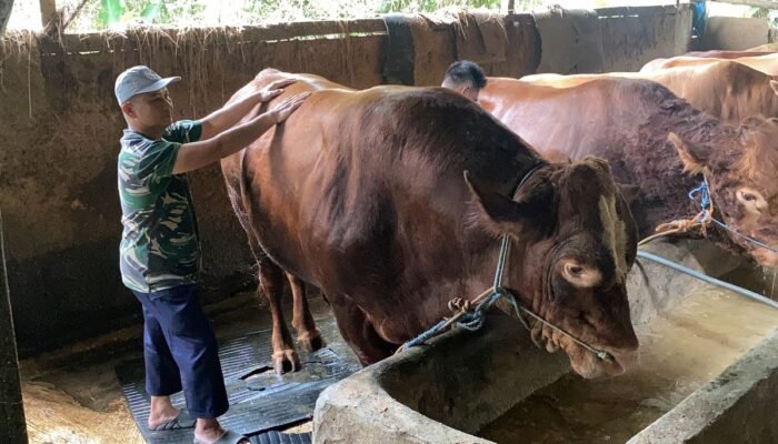 Sapi Limosin Seberat 1,1 Ton Jadi Hewan Kurban Presiden Prabowo untuk Warga Sukabumi
