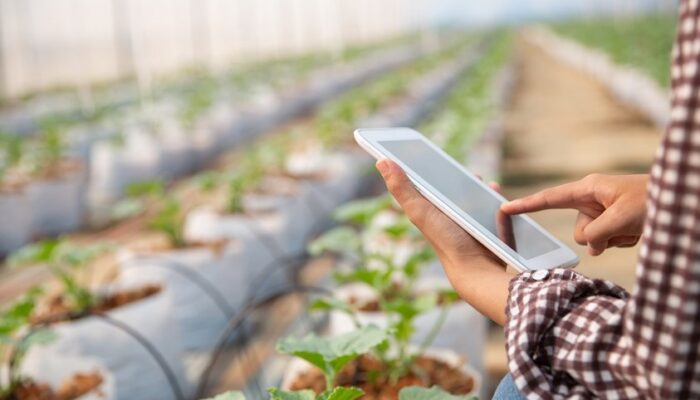 Bangga! Mahasiswi S3 UNM Ciptakan AI untuk Petani Kentang, Tembus Kompetisi Global