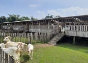 Area peternakan kambing di Indo Natural Farm Sukabumi | Sumber: indonaturalfarm