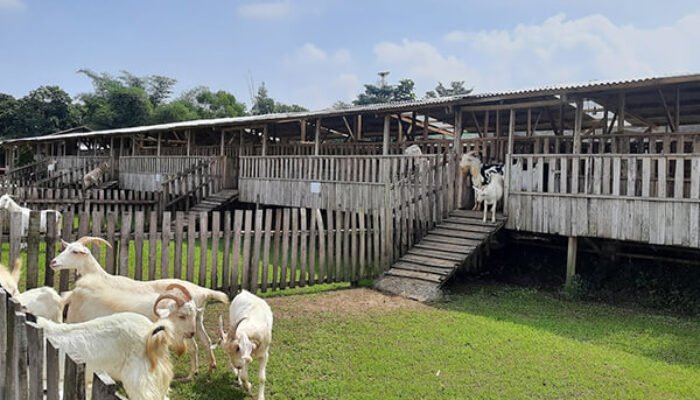 Wisata Alam Edukatif untuk Keluarga di Indo Natural Farm Sukabumi