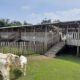Area peternakan kambing di Indo Natural Farm Sukabumi | Sumber: indonaturalfarm