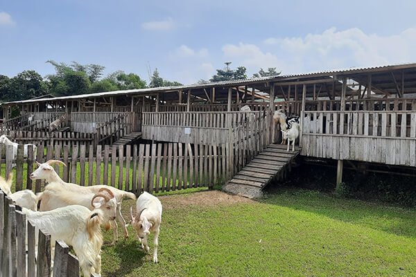 Area peternakan kambing di Indo Natural Farm Sukabumi | Sumber: indonaturalfarm