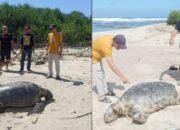 Geger! Penemuan Penyu Hijau Mati Terdampar di Pantai Minajaya Sukabumi