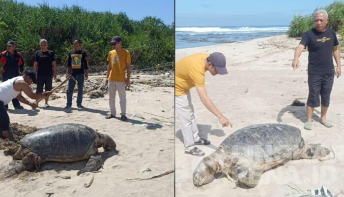 Geger! Penemuan Penyu Hijau Mati Terdampar di Pantai Minajaya Sukabumi