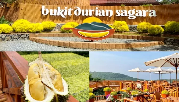 Bukit Durian Sagara, Pesona Agrowisata Durian dengan Panorama Teluk Palabuhanratu