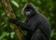 lutung