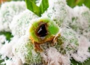 Klepon Warisan Kuliner Nusantara yang Tetap Bertahan di Era Modern