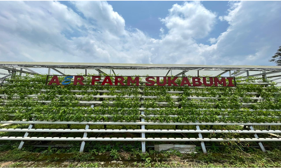 Belajar Hidroponik Langsung dari Praktisi: Program Kreativitas Mahasiswa di Aerfarm | Sumber: Doc. Istimewa