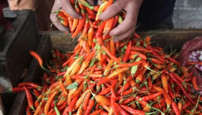 Melimpahnya Pasokan Turunkan Harga Cabai Secara Drastis di Sukabumi