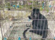 Kemunculan Lutung di Kawasan Permukiman Cicantayan Picu Kepanikan Warga