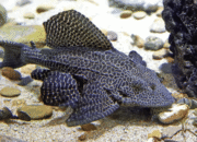 Waspada! Ikan Sapu-Sapu Bisa Picu Gangguan Kesehatan