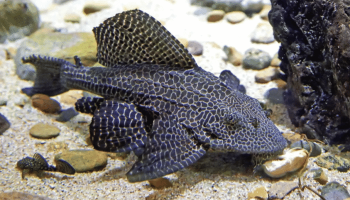 Waspada! Ikan Sapu-Sapu Bisa Picu Gangguan Kesehatan