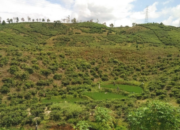 Perkebunan Teh Jayanegara Sukabumi dengan hamparan kebun teh hijau.