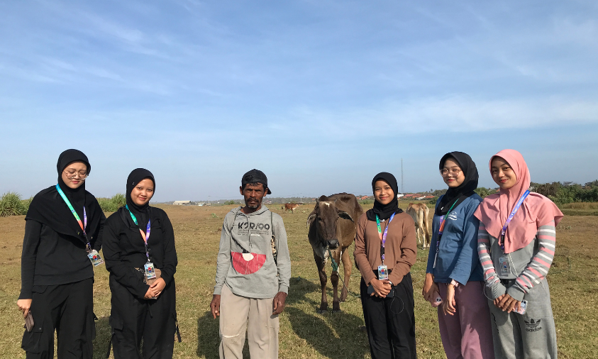 Bukit Teletubbies Ujung Genteng Jadi Tempat Ternak Sapi