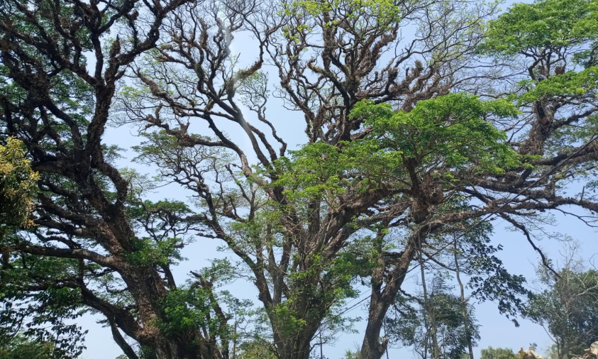 Ki Hujan, ikon alam Kampung Jaringao. | Doc: Istimewa