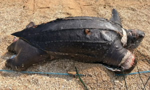 Penyu Belimbing Langka Ditemukan Mati di Pantai Cibuaya
