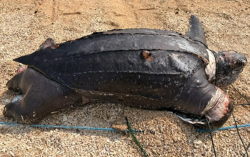 Penyu Belimbing Langka Ditemukan Mati di Pantai Cibuaya